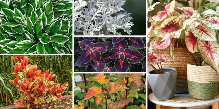 Top Colorful Foliage Plants