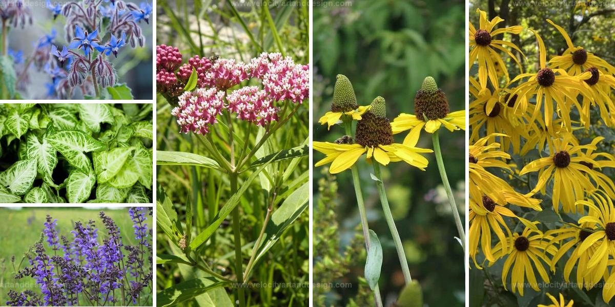 Best Dragonfly-Attracting Plants