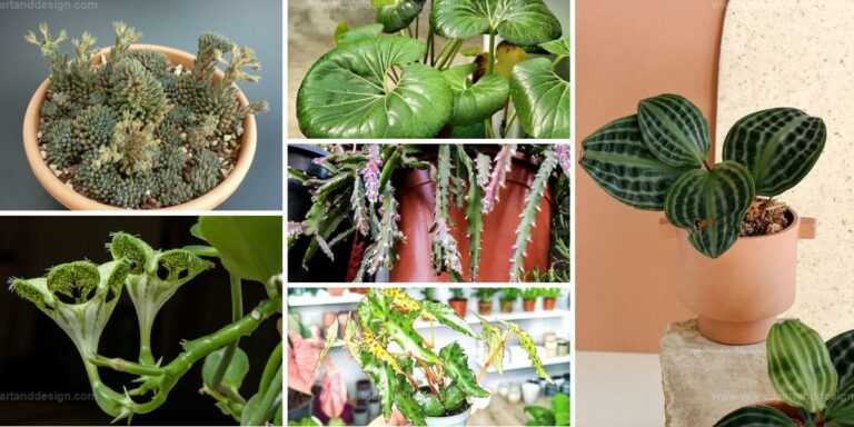 Top Houseplants With Strange Leaves