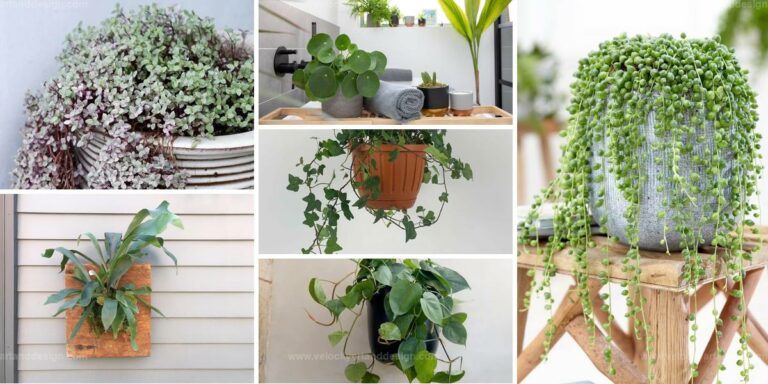 Top Trailing Houseplants For Bathrooms