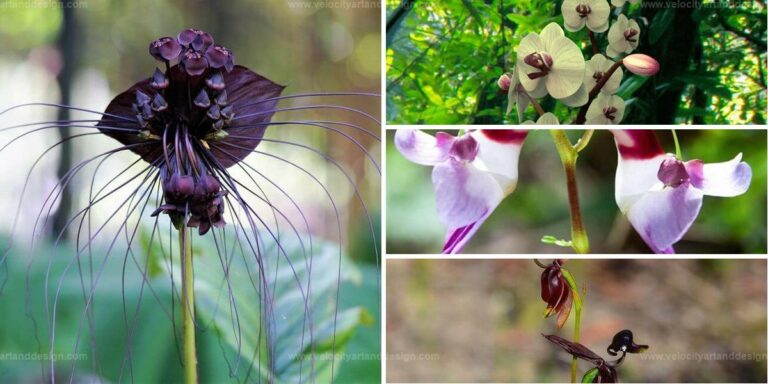 Best Flowers That Resemble Birds