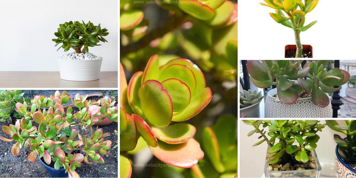 Top Jade Plant Types