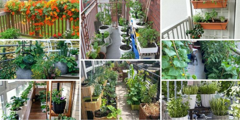 Best Balcony Gardens for Year-Round Fresh Food