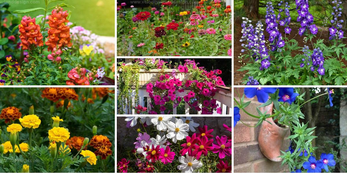 Best Annuals for a Blooming Garden