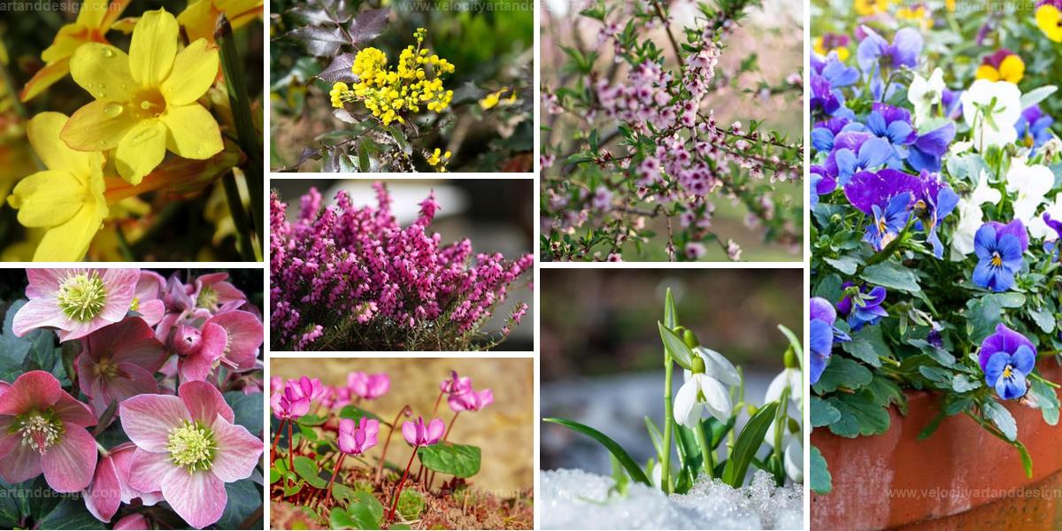 Best Winter Blooming Plants for Vibrant Gardens