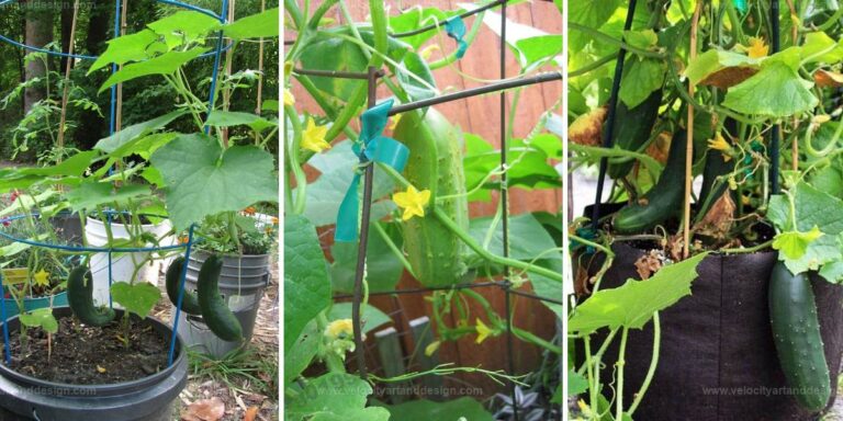 Best Tips for Growing Cucumbers in Containers