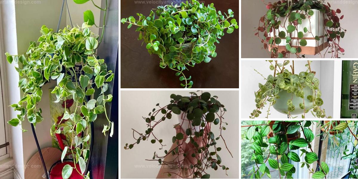 Best Trailing Peperomia Varieties