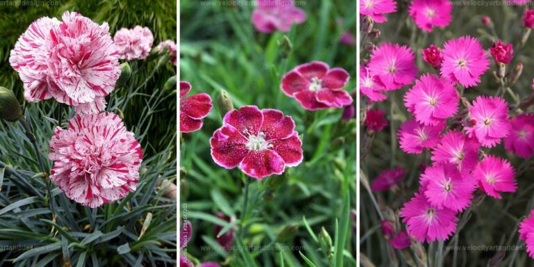 Best Extraordinary Carnations with Unmatched Blossoms