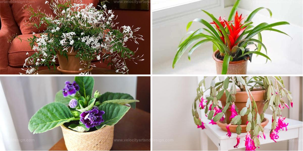 Top Blooming Indoor Plants