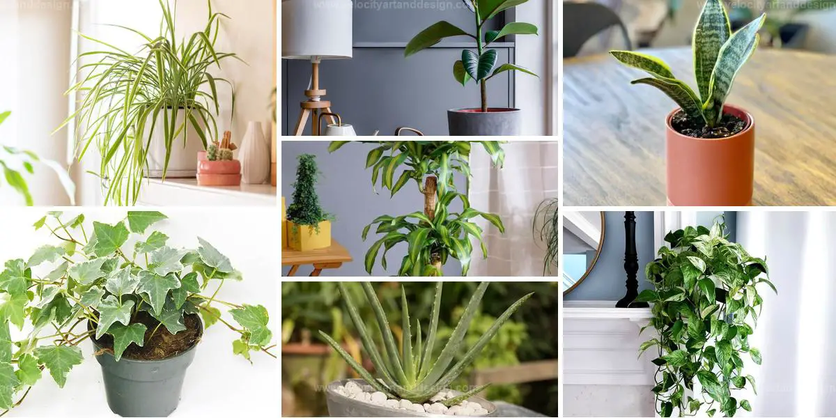 Top Houseplants for Cleaner Indoor Air