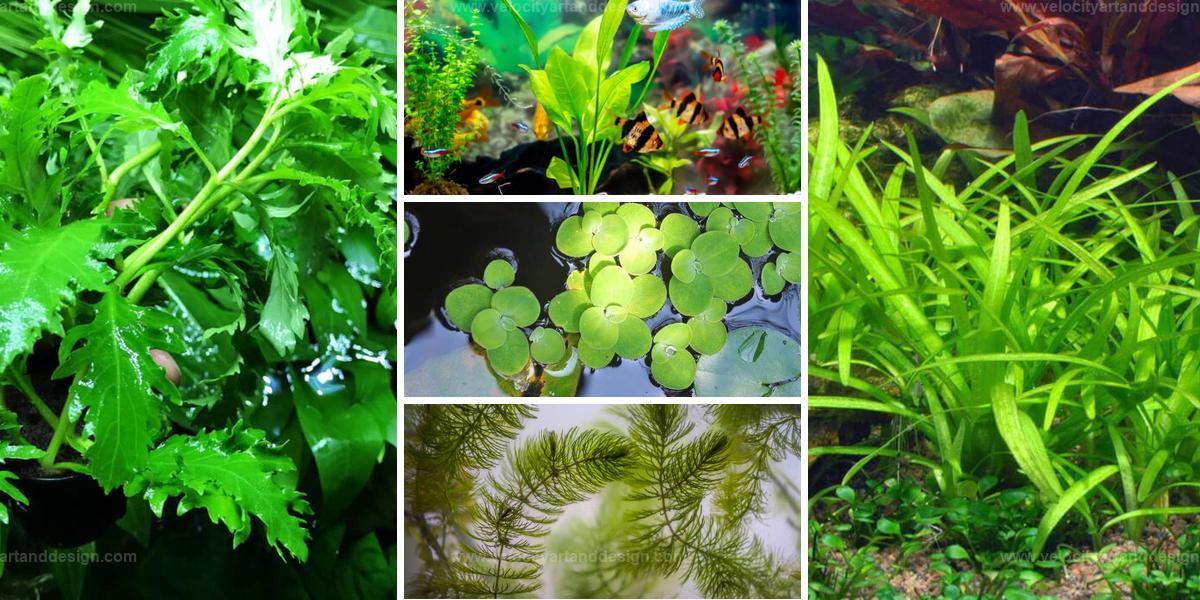 Top Fast-Growing Aquarium Plants