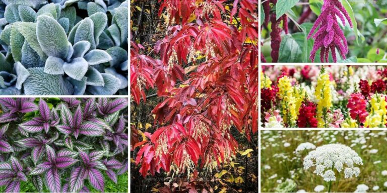 Best Low Maintenance Plants