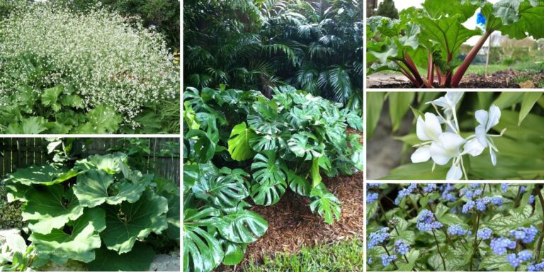 Top Outdoor Plants with Big Leaves