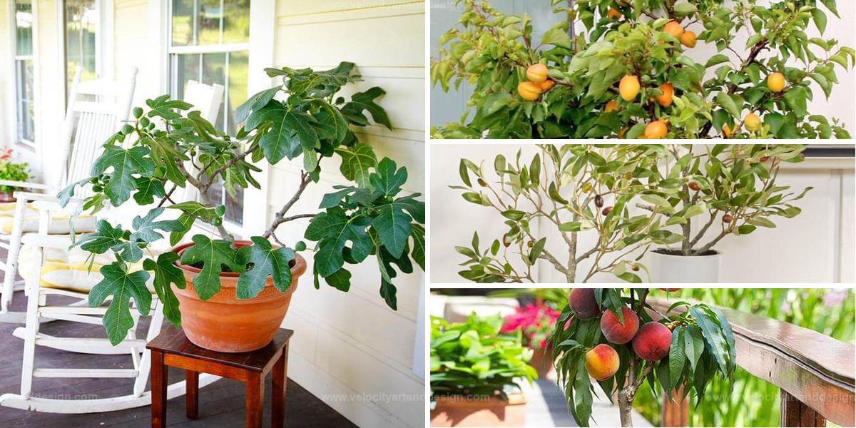 Best Indoor Fruit Trees for Home Harvests