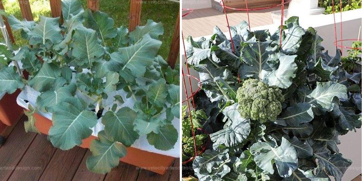 Best Guide to Cultivating Delicious Broccoli in Containers