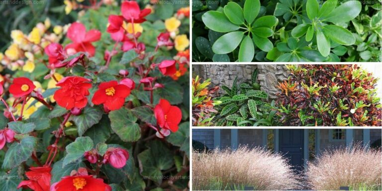 Best Eye-Catching Front Entryway Plants