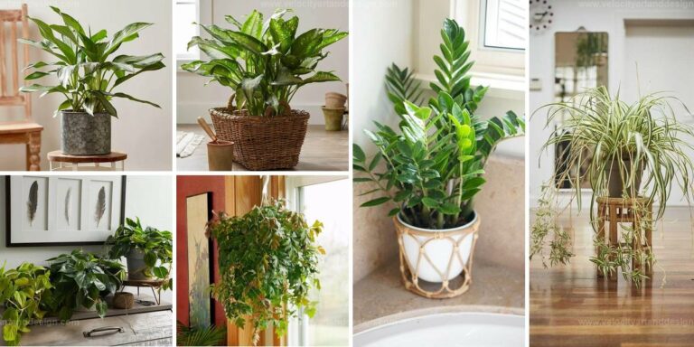 Best Houseplants You Cannot Kill