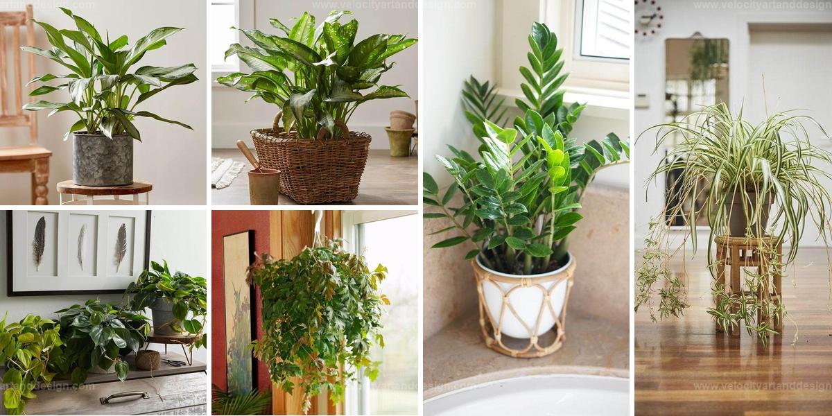 Best Houseplants You Cannot Kill