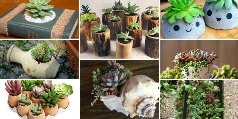 Best Succulent Pot Designs for Green Spaces