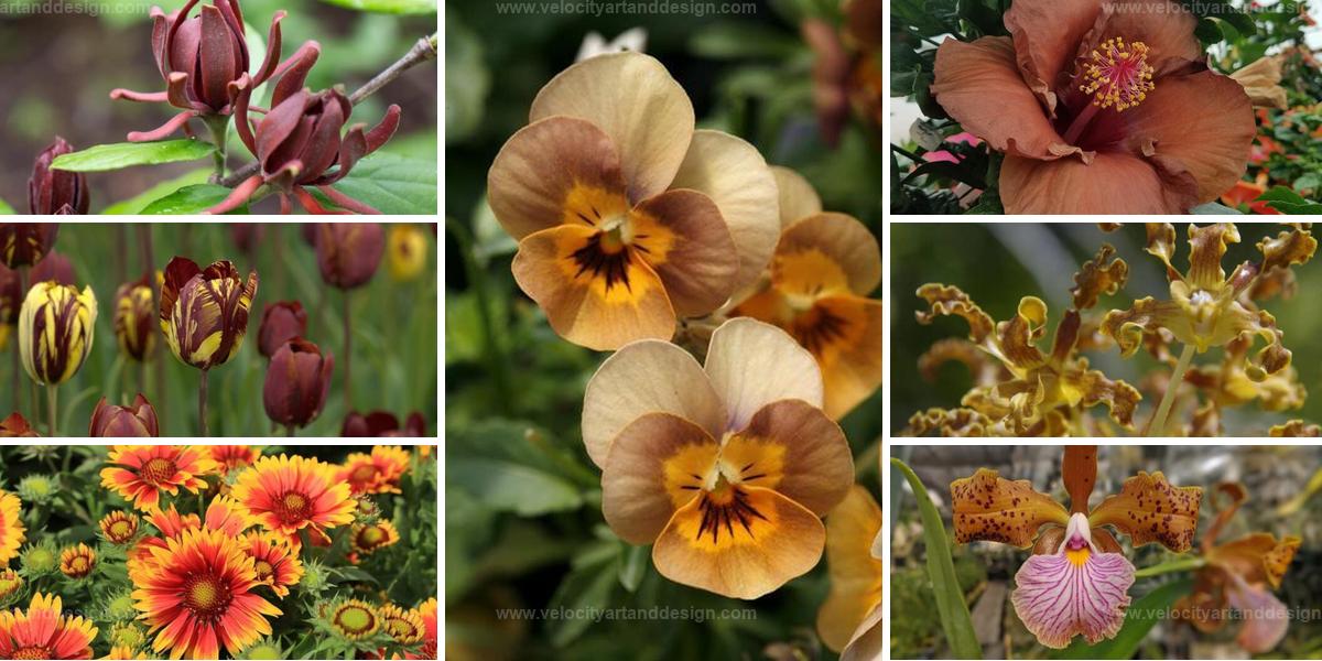 Best Brown Flowers to Stand Out in Any Garden