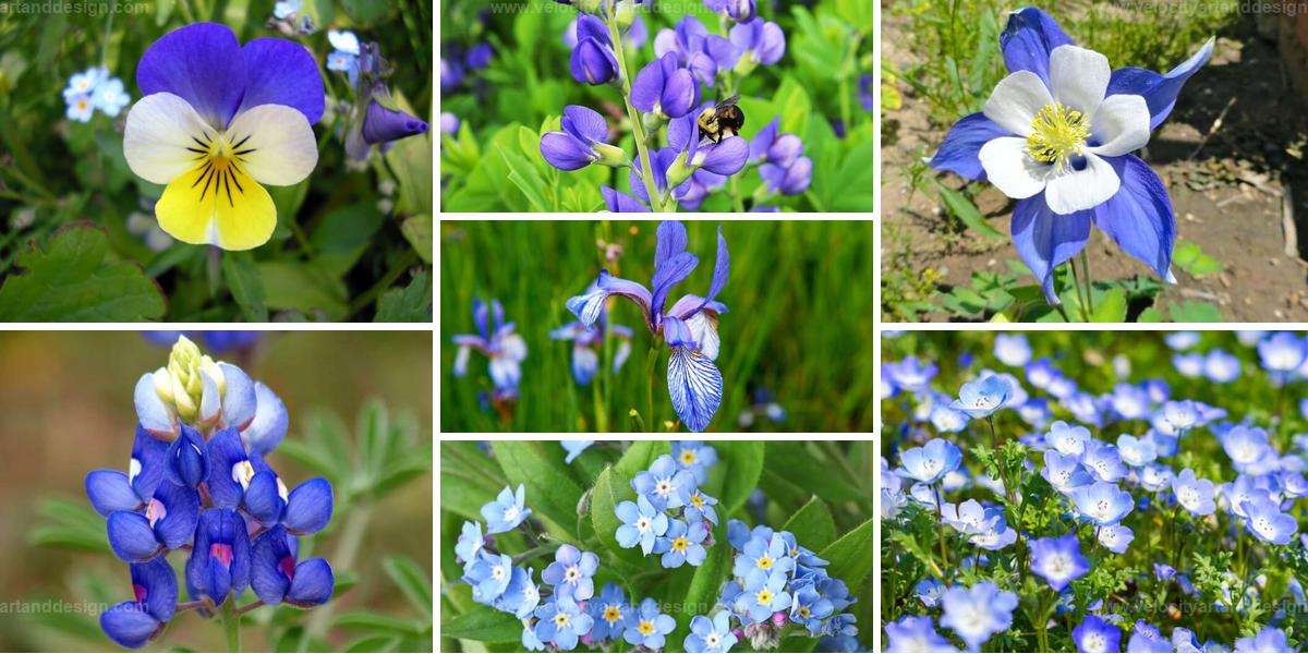 Best Blue Wildflowers