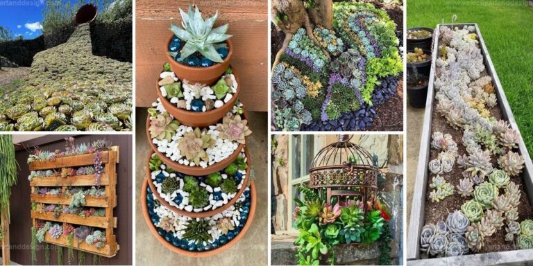 Top Succulent Garden Ideas