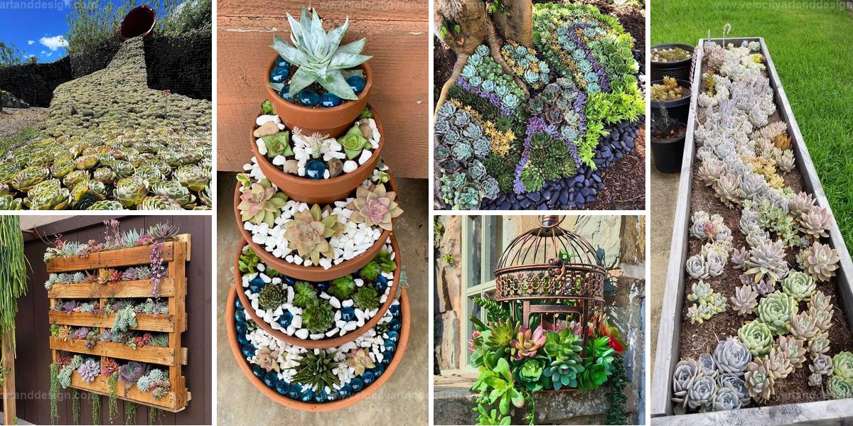 Top Succulent Garden Ideas