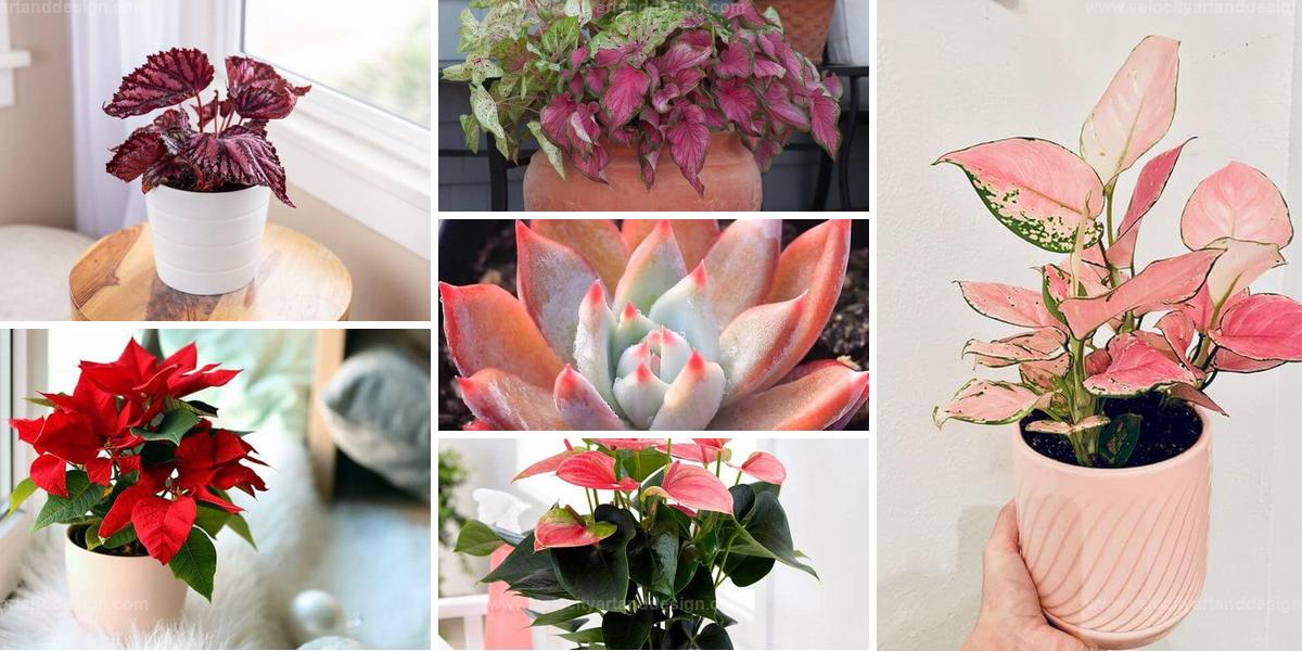 Best Indoor Plants with Rose-Like Color