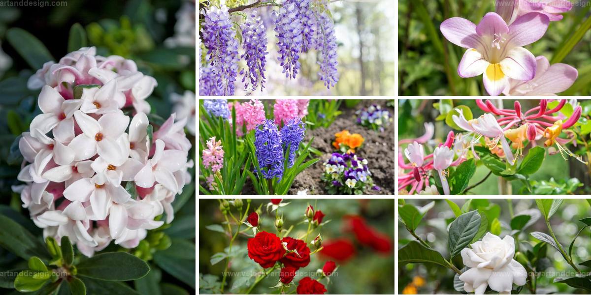 Best Fragrant Yard Plants