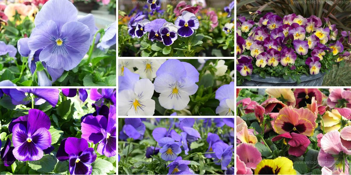 Best Pansy Varieties for Garden Landscape