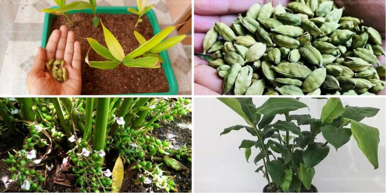 Top Guide to Growing Cardamom from Seeds