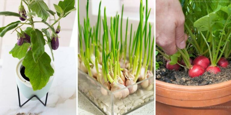 Best Cold-Resistant Veggies for Indoor Gardens