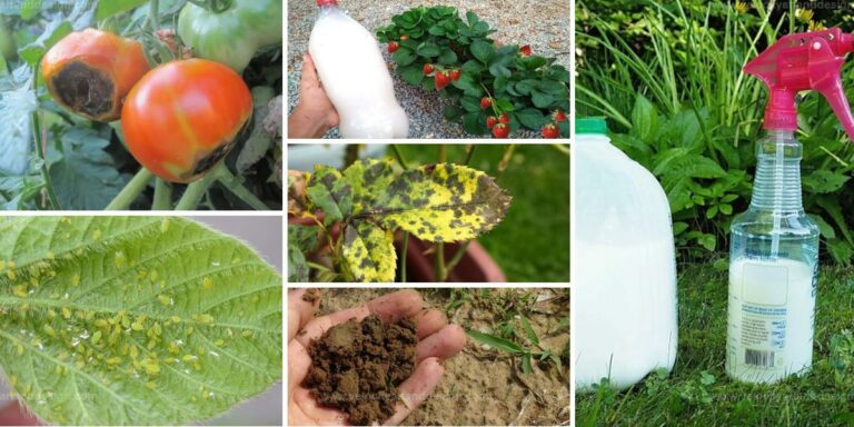 Best Garden Uses for Leftover Milk