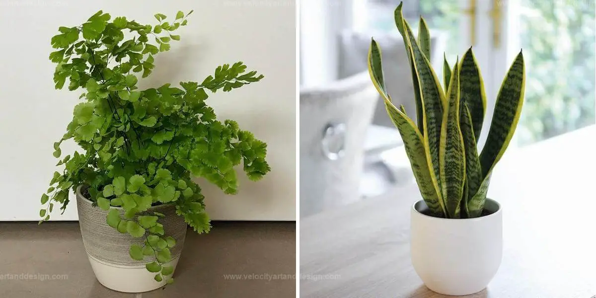 Best Fast-Growing Houseplants