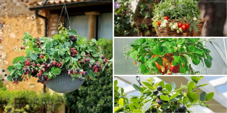 Top Fruits for Hanging Baskets