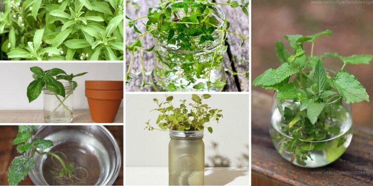 Best Herbs to Grow in Water for Fresh Kitchen Garden