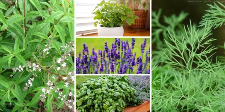 Top Spider-Repellent Herbs