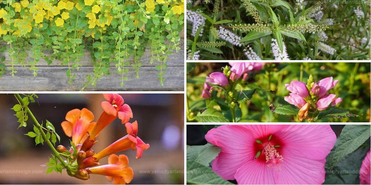 Best Plants for Damp Conditions