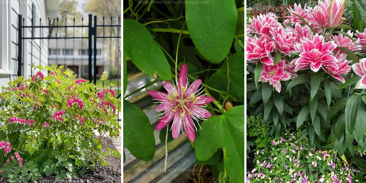 Best Pink and White Flowers For Landscaping