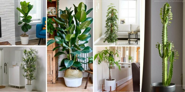 Best Fast-Growing Houseplants for Height