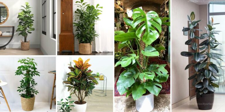 Best Large Houseplants For Beginners