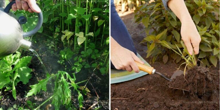 Top Tips to Keep Weeds Out