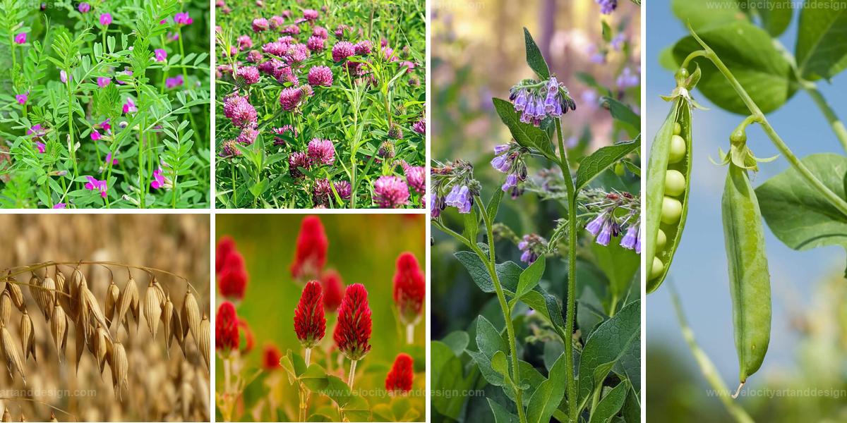 Top Plants to Enrich Soil and Boost Fertility