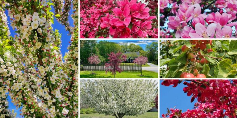 Best Crabapple Tree Care Tips