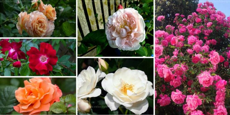 Best Climbing Roses for Your Landscape