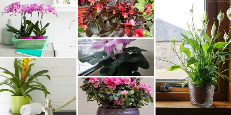 Top Flowering Houseplants For Bathrooms