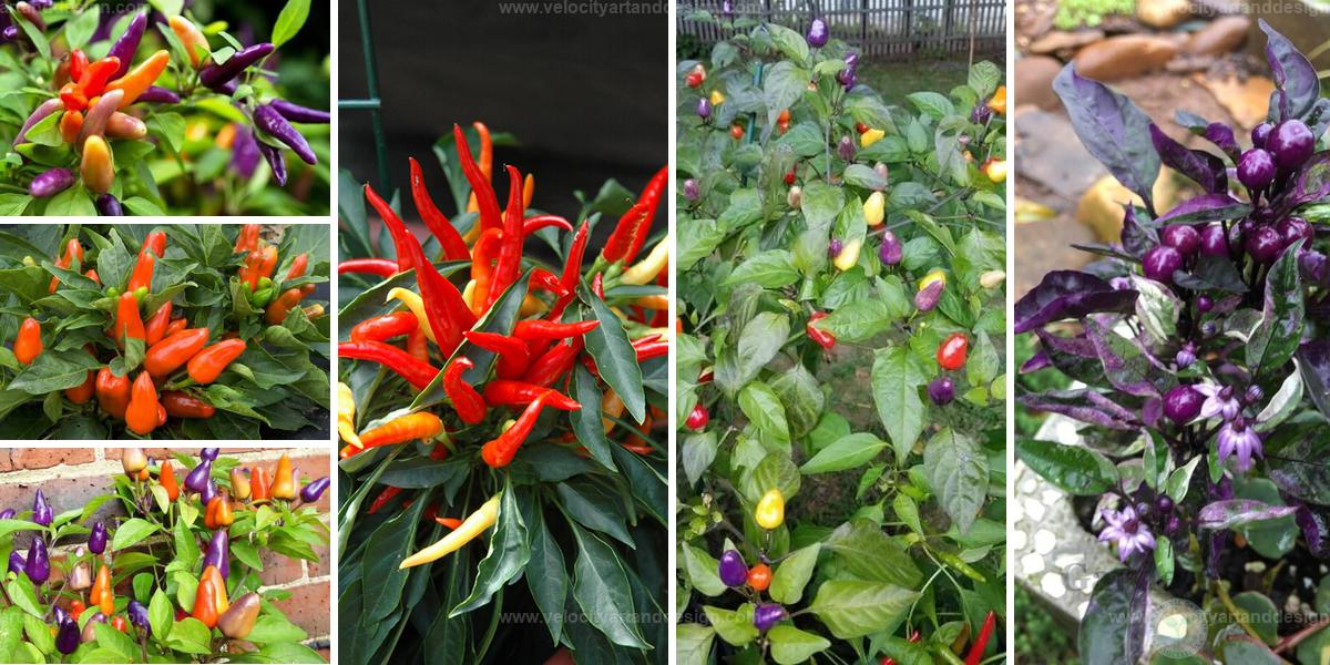 Top Ornamental Pepper Types