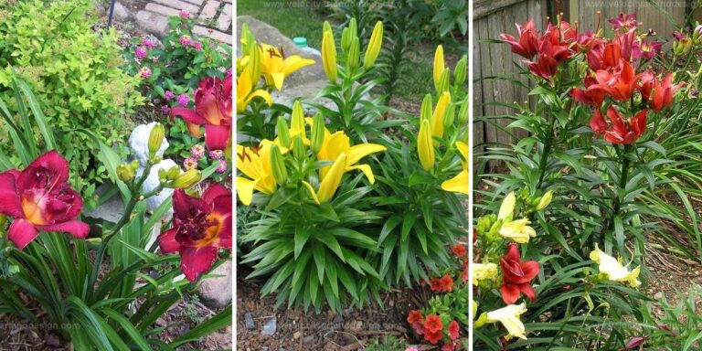 Best Guide to Growing Lilies from Seed