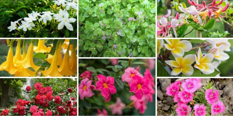 Best Sweet-Smelling Plants for Yard Aroma