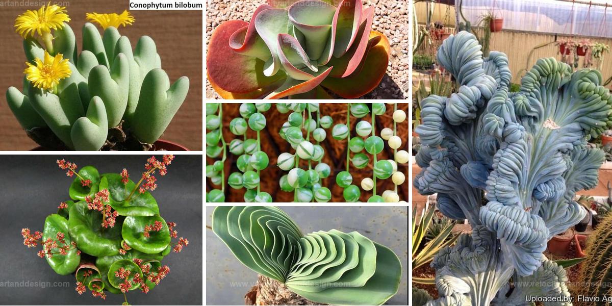 Top Exotic Succulent Types